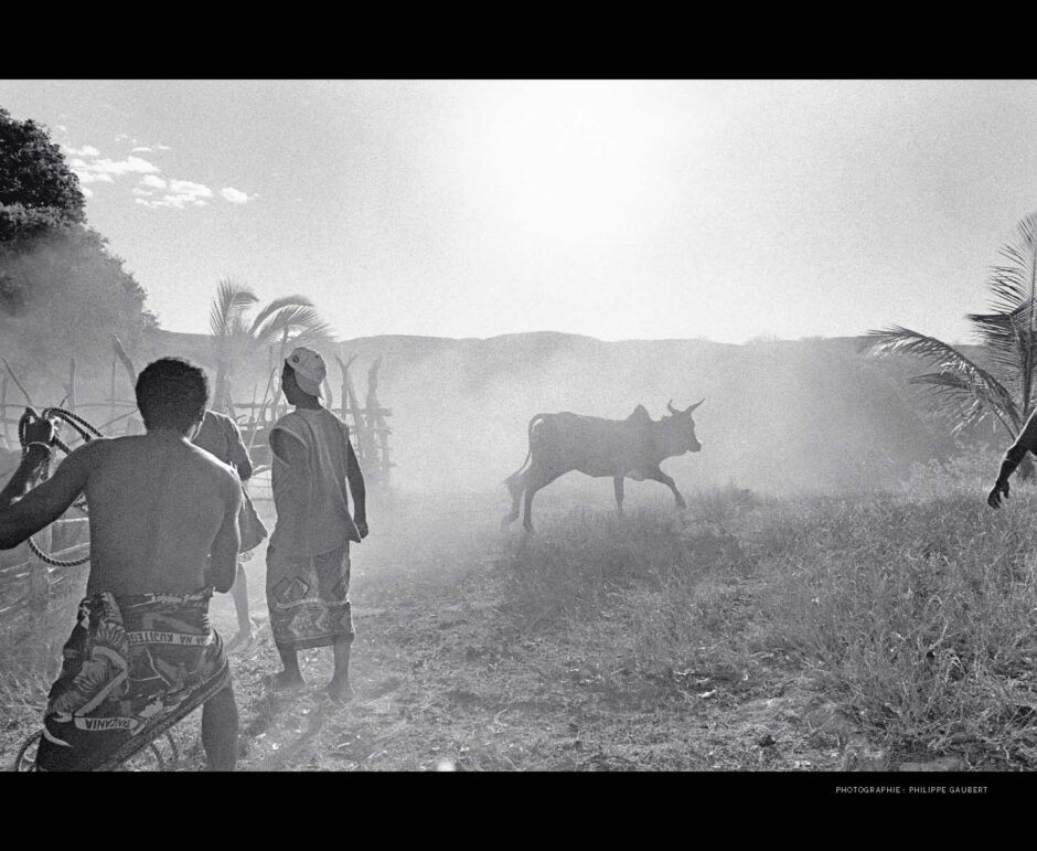 design graphique art contemporain. Photo Madagascar animal
