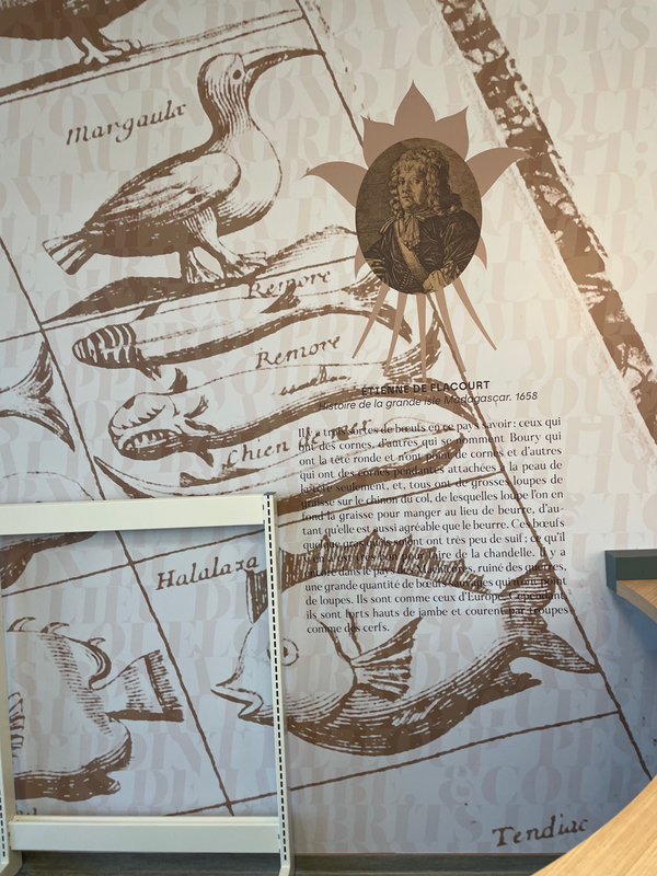 Design graphique d'un mur de la médiathèque